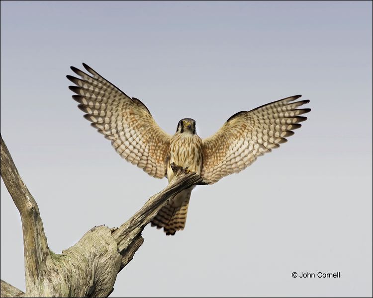 Florida;Kestrel;American Kestrel;flying bird;one animal;close-up;color image;nobody;photography;day;birds;animals in the wild;flight;Falco sparverius;Birds of Prey;Curved Beak;Hunter;Hunters;Predator;Predatory;Talon;Talons;Raptor;Raptors;avifauna;feathered;feathers;wilderness;perch;perching;watch;Flying bird;One animal;Close-up;Color image;Outdoors;Wildlife;Birds;Animals in the wild;Flight;action;active;aloft;in flight;motion;movement;soar;soaring;winged;wings;behavior;watchful;outdoors;Close up;close up